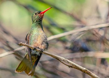 “Live Andes 2.0”: El proyecto que combina la Inteligencia Artificial con la participación ciudadana para el monitoreo de la fauna silvestre