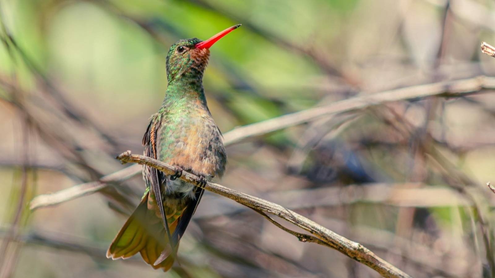 “Live Andes 2.0”: El proyecto que combina la Inteligencia Artificial con la participación ciudadana para el monitoreo de la fauna silvestre
