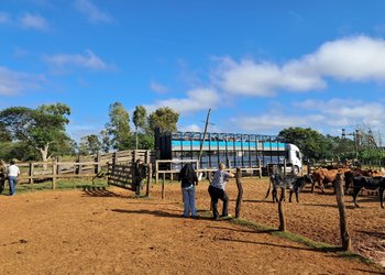 Corrientes: tras dos meses de incertidumbre y decenas de animales muertos de hambre, habilitaron el traslado de más 180 cabezas de ganado robado