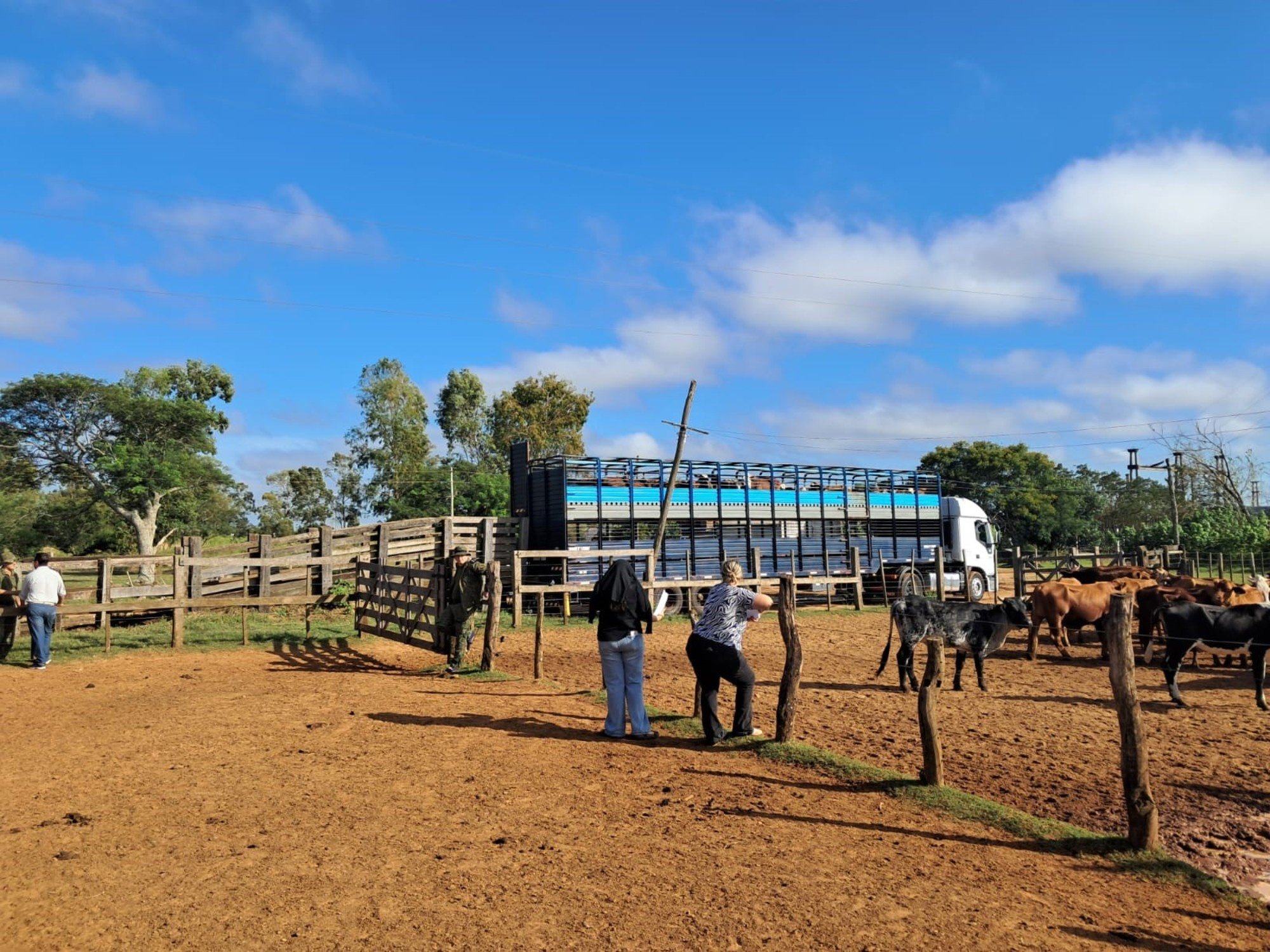 Corrientes: tras dos meses de incertidumbre y decenas de animales muertos de hambre, habilitaron el traslado de más 180 cabezas de ganado robado