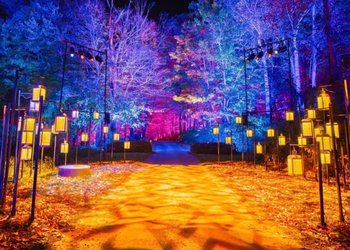 De Hogwarts a Santiago: El Bosque Prohibido de Harry Potter se instalará en el Parque Quinta Normal