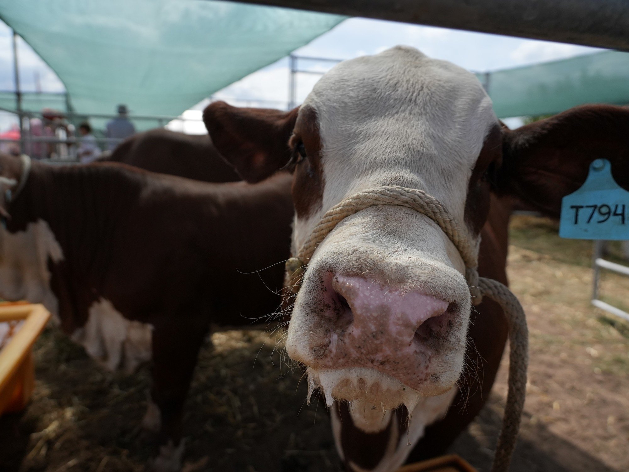 Expoagro 2026: la producción de proteína animal podría crecer a 30 millones de toneladas en los próximos 5 años en la Argentina
