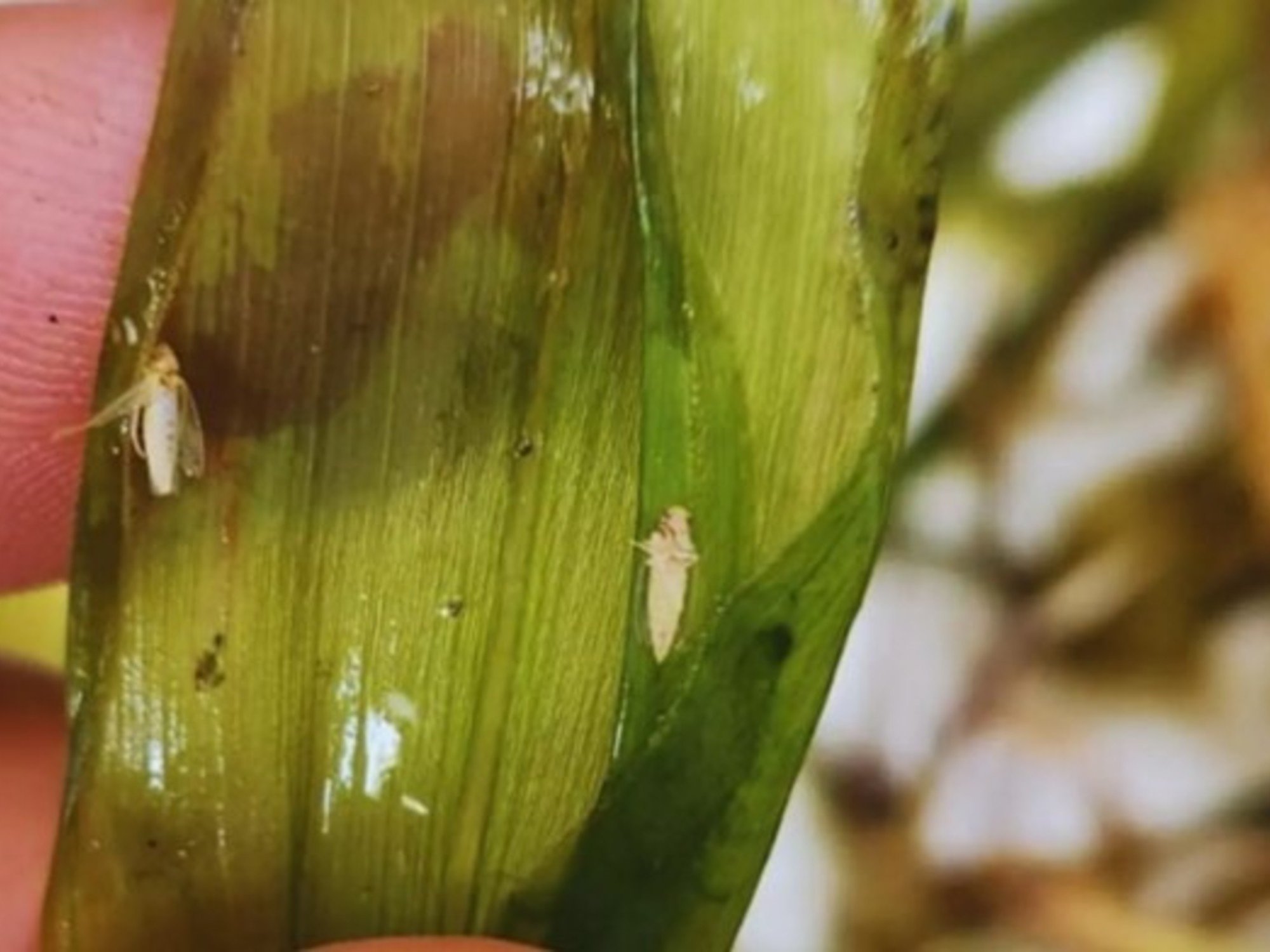 "Ya está a salvo": pese a que en algunas regiones hubo un fuerte aumento de poblaciones una peligrosa plaga, el maíz vuelve a ser protagonista