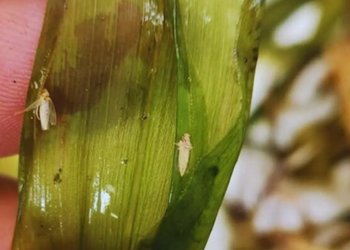 La chicharrita avanza a paso firme en el país y piden mantener el monitoreo de los lotes para prevenir un mayor crecimiento de población