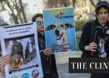 Carreras de galgos: se espera que Congreso vuelva a debatir su prohibición esta semana tras postergaciones