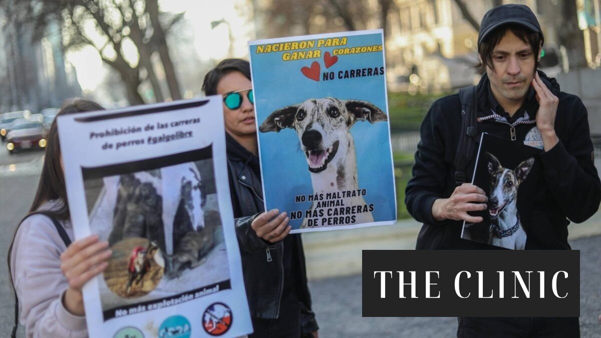 Carreras de galgos: se espera que Congreso vuelva a debatir su prohibición esta semana tras postergaciones
