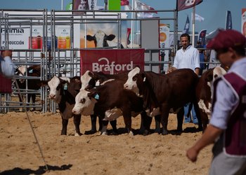 Productividad, eficiencia y rentabilidad: los desafíos de la ganadería moderna