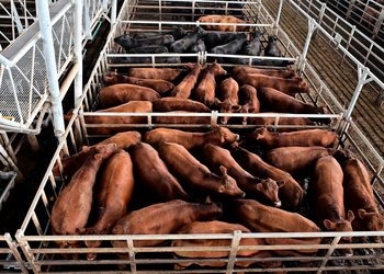 Tras la suba, se sostuvieron los valores de la hacienda en la primera ronda de la semana