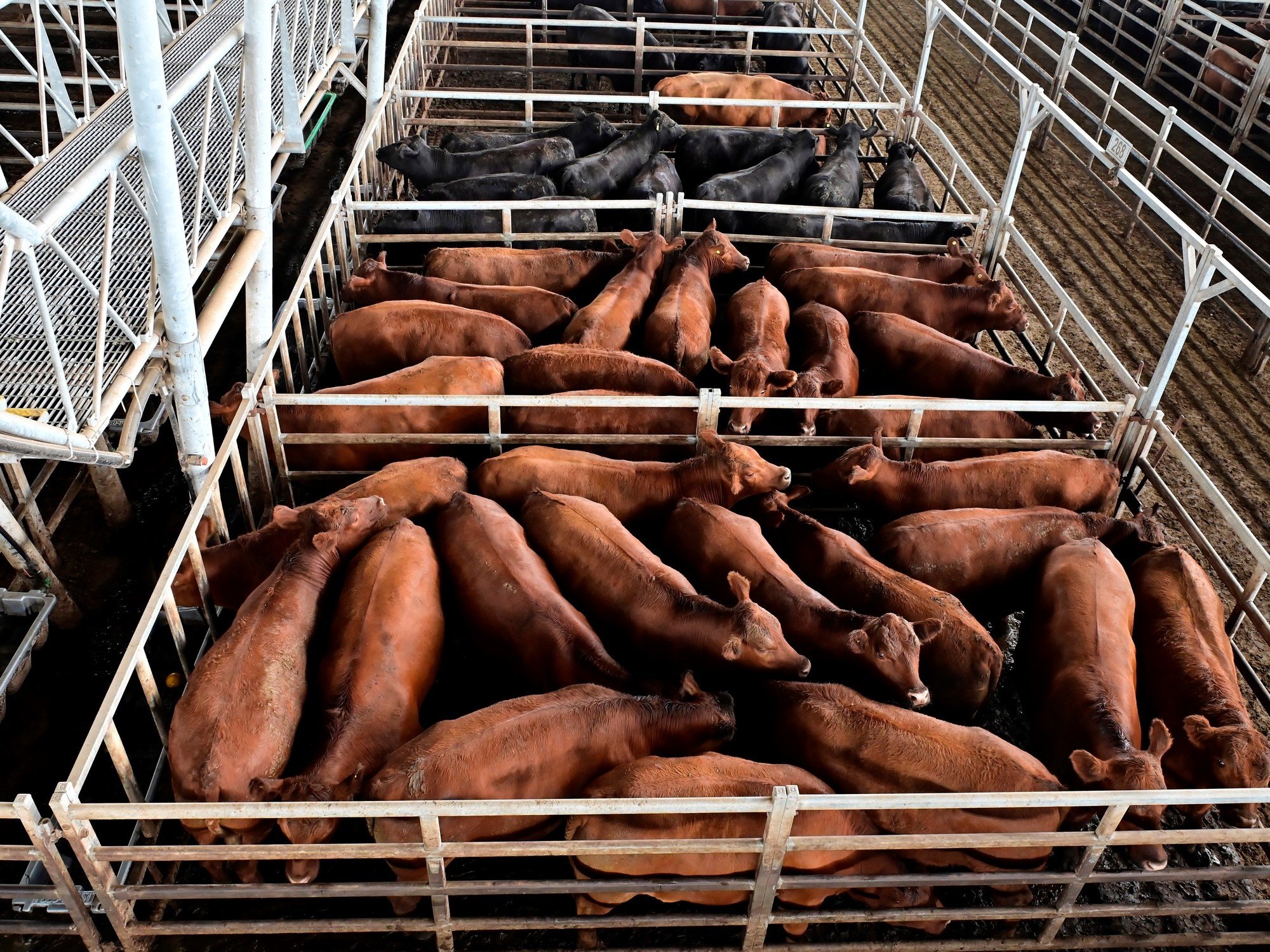 Tras la suba, se sostuvieron los valores de la hacienda en la primera ronda de la semana