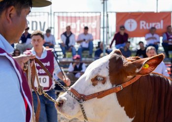 Las razas ganaderas fortalecen su presencia en Expoagro