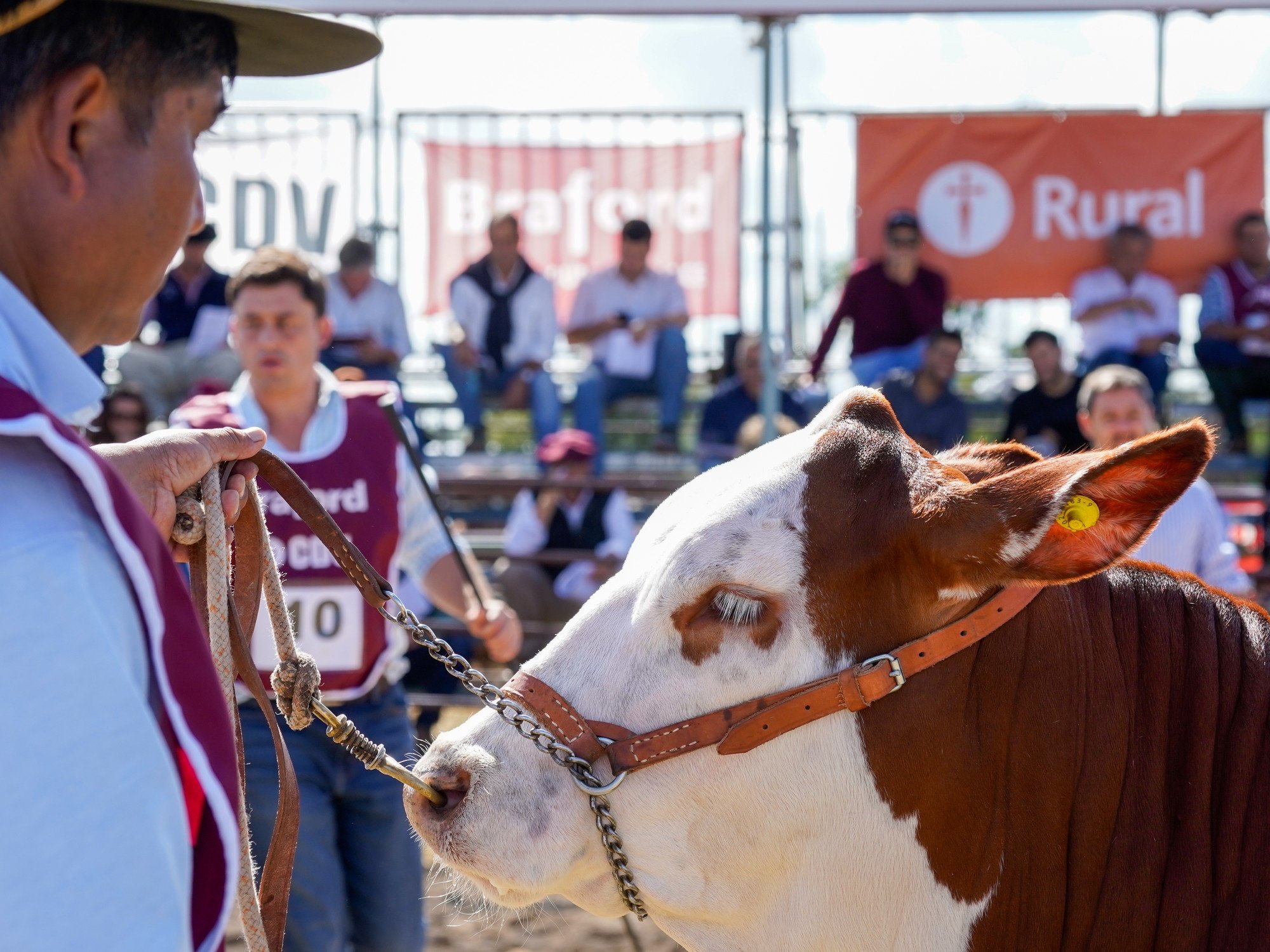Las razas ganaderas fortalecen su presencia en Expoagro