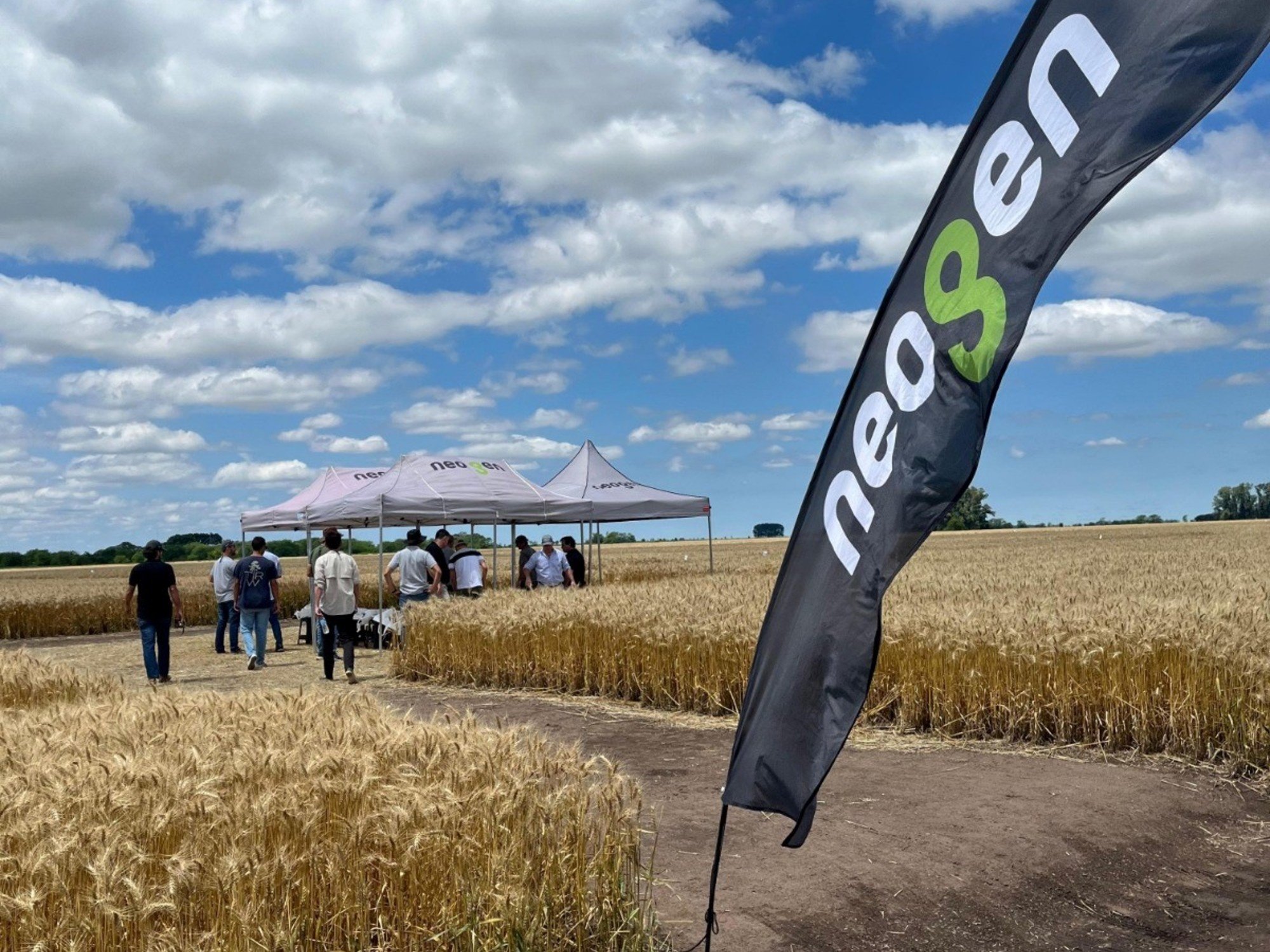 Estrategia triguera en año "Niño": genética y sanidad para licuar costos y maximizar la rentabilidad