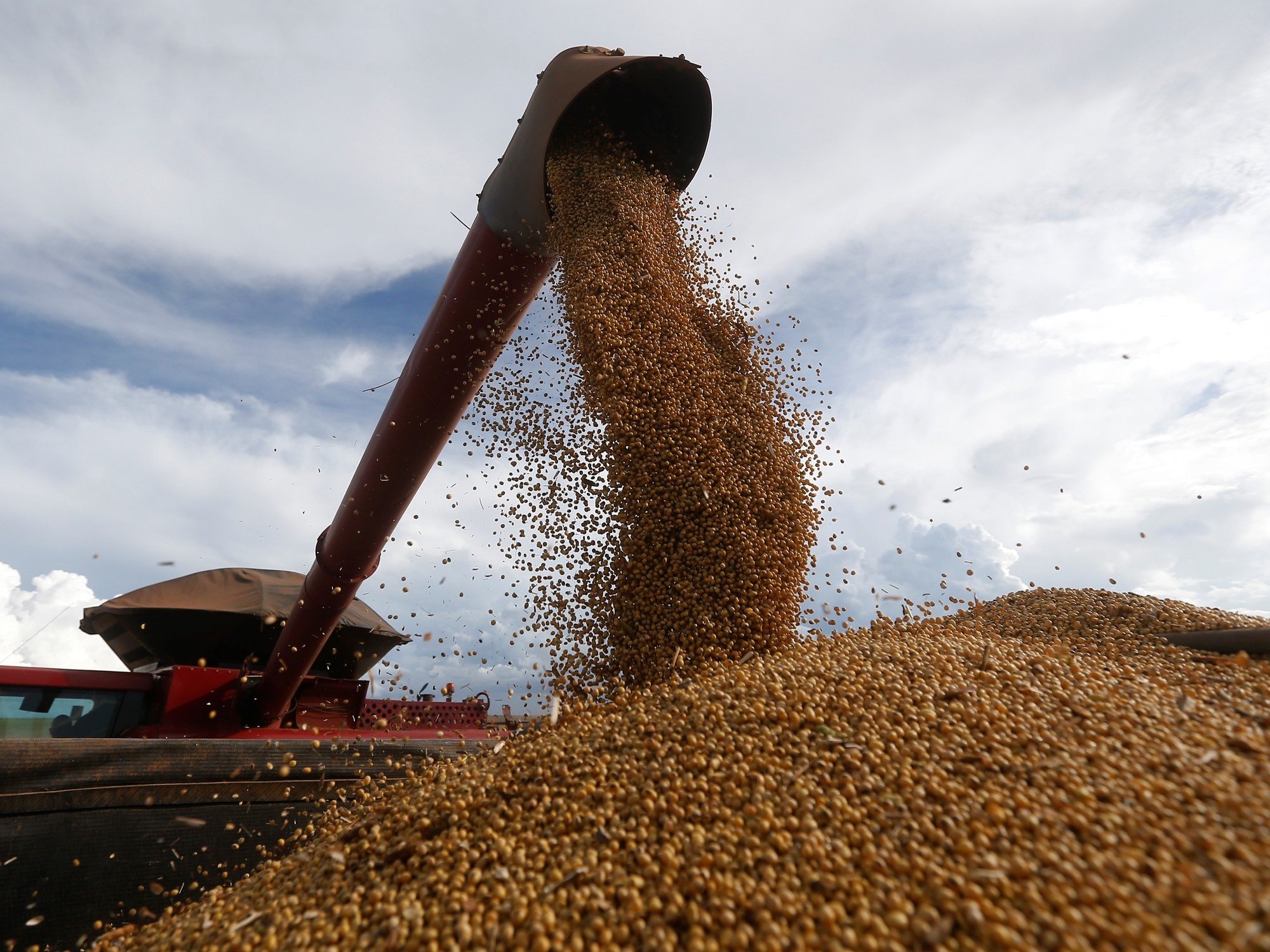 Se desplomó el precio de la soja en el mercado de Chicago: cayó más de 5%