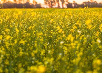 Caputo y el "boom" del campo