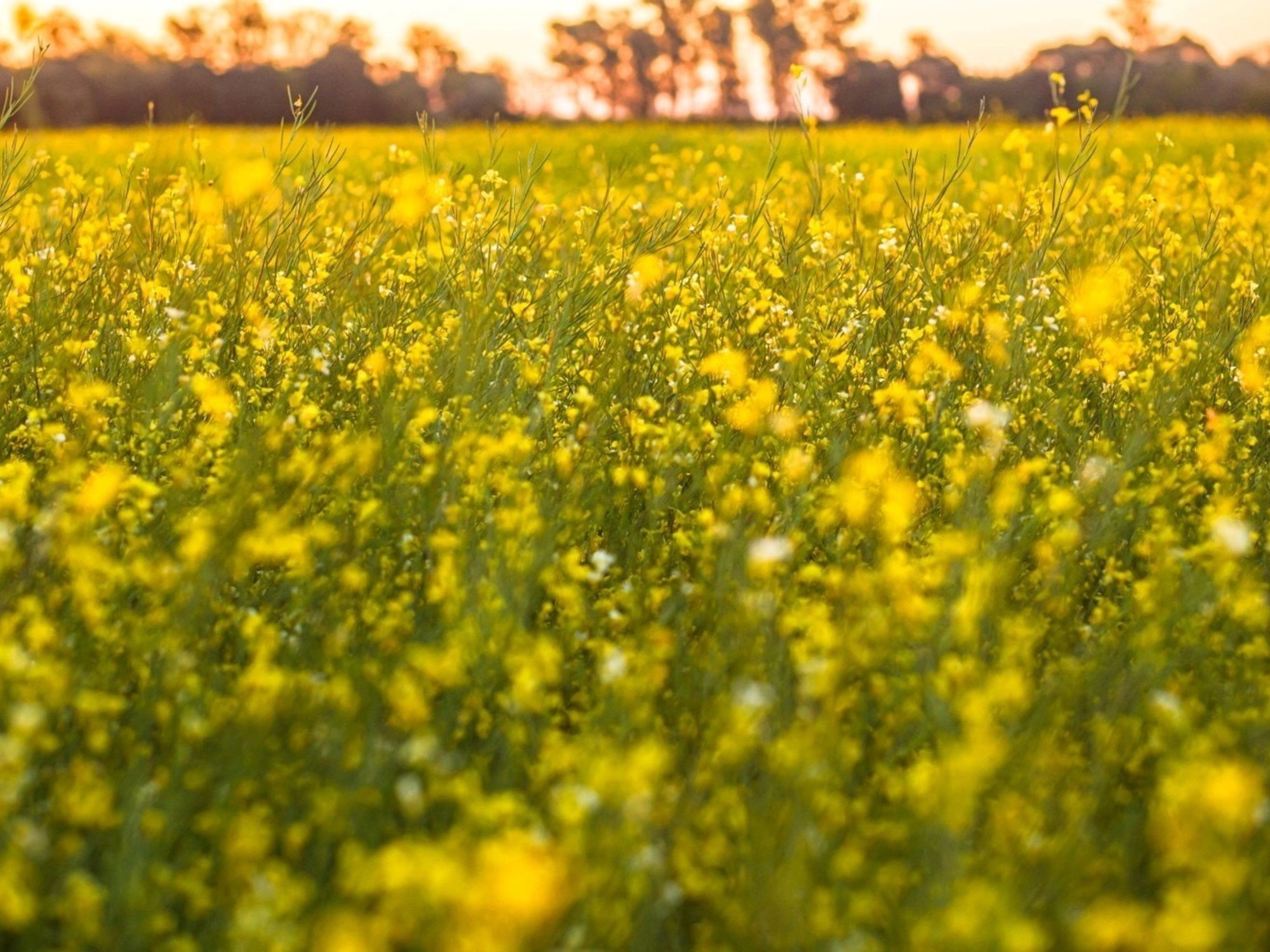 Caputo y el "boom" del campo