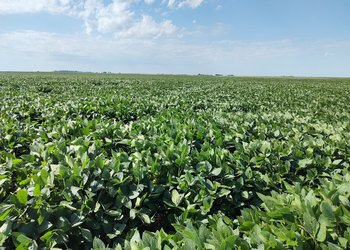 Los productores cuentan con un nuevo fungicida para proteger la soja