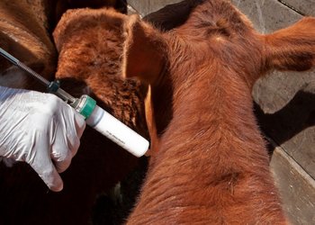 El Senasa aprobó una nueva vacuna contra la fiebre aftosa