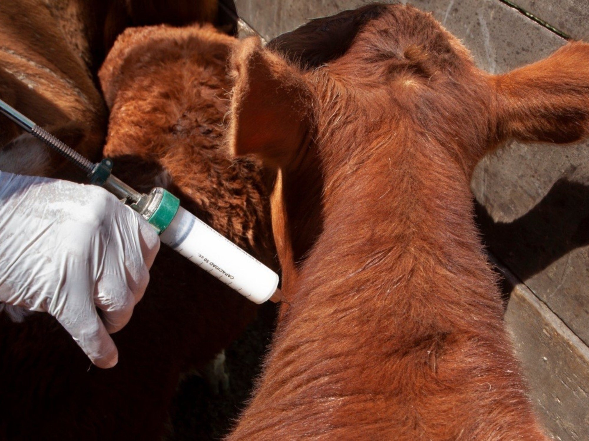 Debate candente: las voces a favor y en contra de la desregulación de la vacunación anti-aftosa