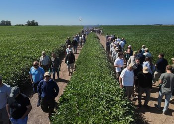 Genética y protección de la propiedad intelectual, las claves planteadas por un semillero para potenciar los rindes de la soja y acortar la brecha productiva