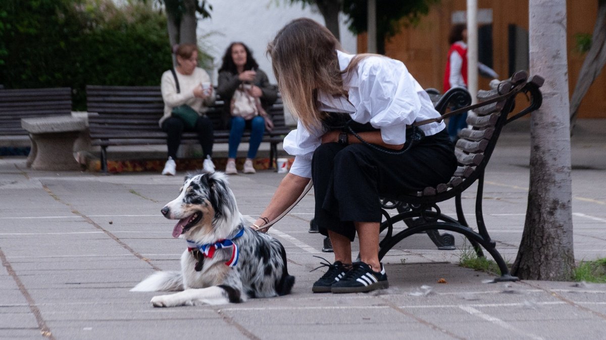 Del amor incondicional al riesgo de la humanización: estudio analiza cómo cambiaron las relaciones de las personas con sus mascotas