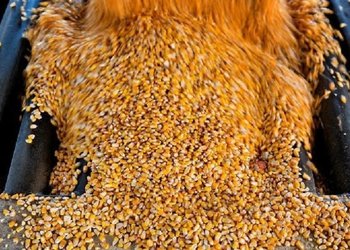 La ventas locales de maíz vuelan y ya se comercializó un tercio de la cosecha de esta campaña