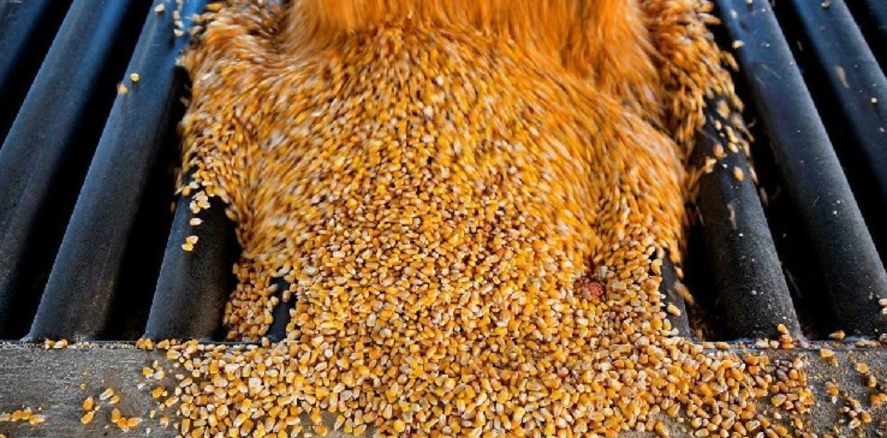 La ventas locales de maíz vuelan y ya se comercializó un tercio de la cosecha de esta campaña