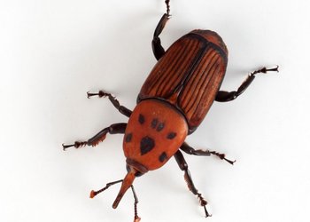 El Gobierno declaró la emergencia fitosanitaria por una plaga que destruye a las palmeras