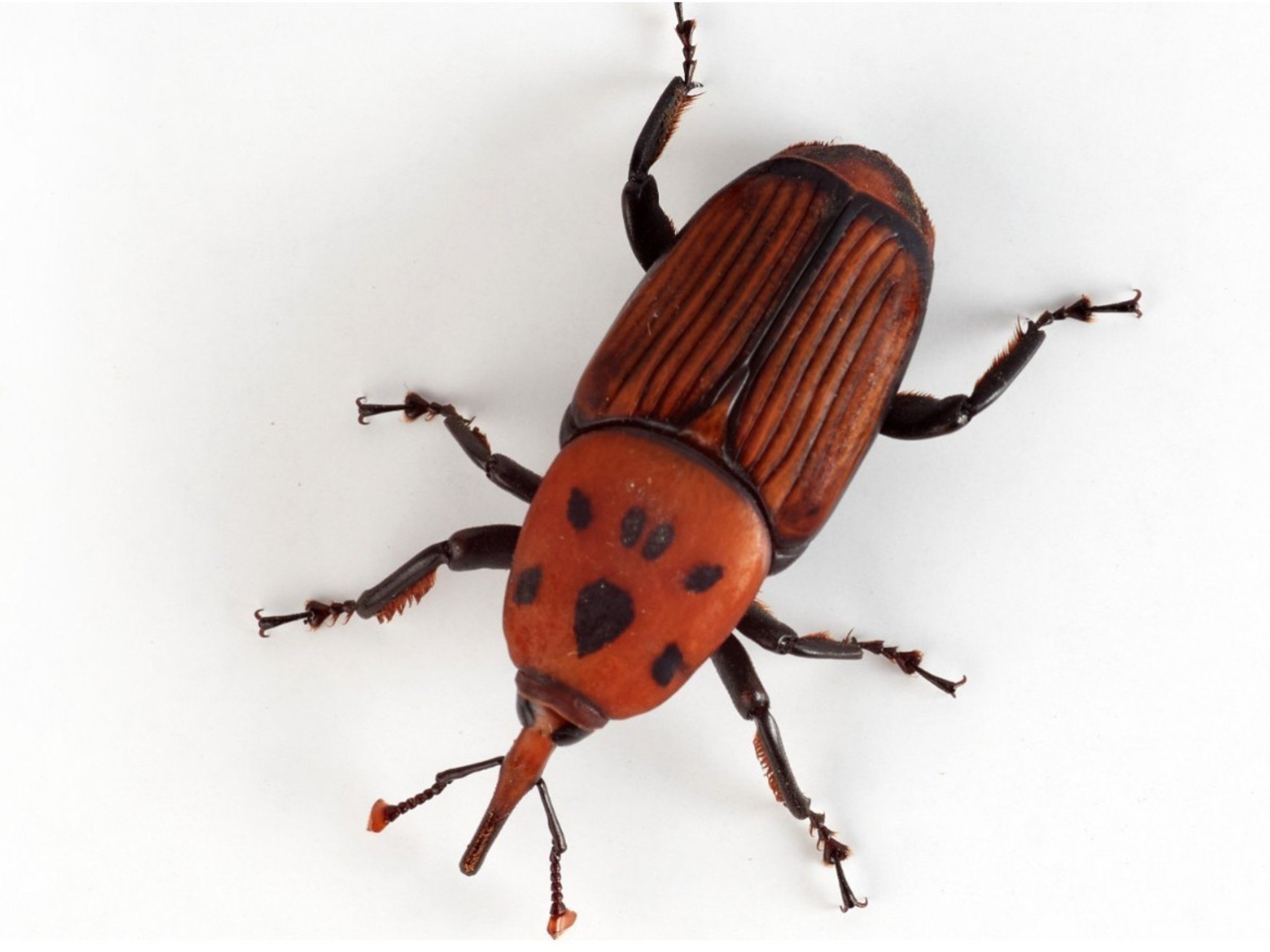 El Gobierno declaró la emergencia fitosanitaria por una plaga que destruye a las palmeras