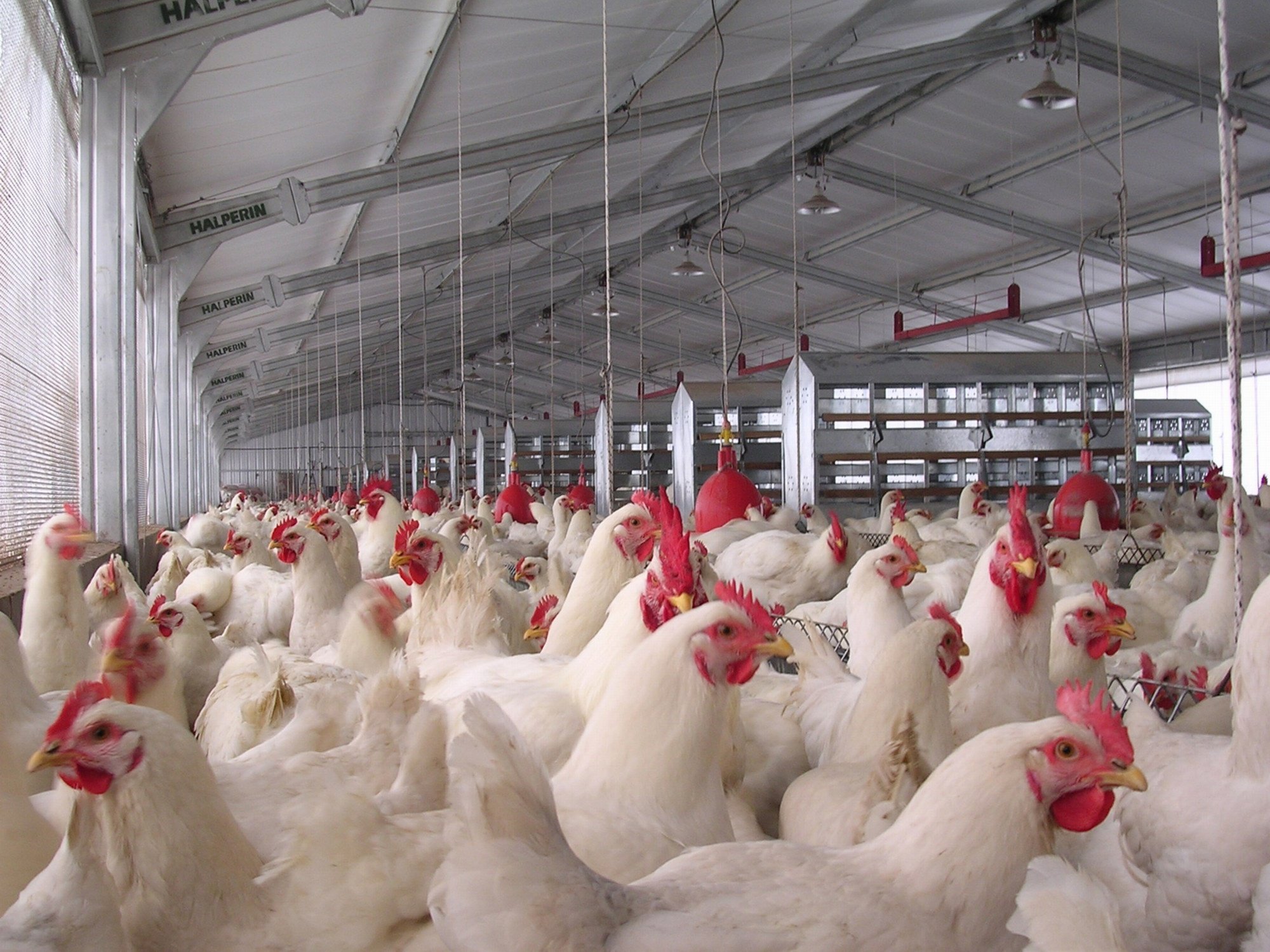 Avanza la influenza aviar en el país: ahora detectaron un caso en una granja de gallinas ponedoras en Córdoba