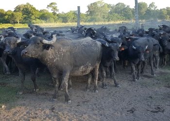 El rodeo de búfalos creció un 115% en una década y se consolida como una alternativa de cría en campos de baja calidad