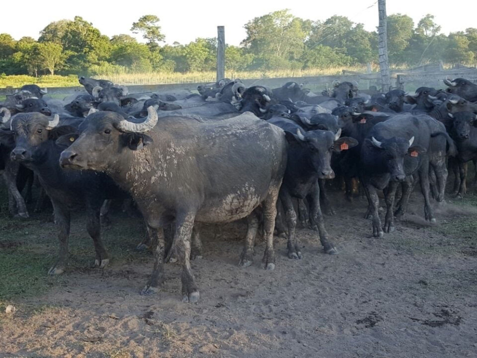 El rodeo de búfalos creció un 115% en una década y se consolida como una alternativa de cría en campos de baja calidad
