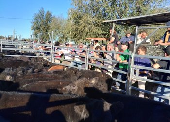 Angus impulsa la certificación de terneras para mejorar la base genética y sumar valor en la cría