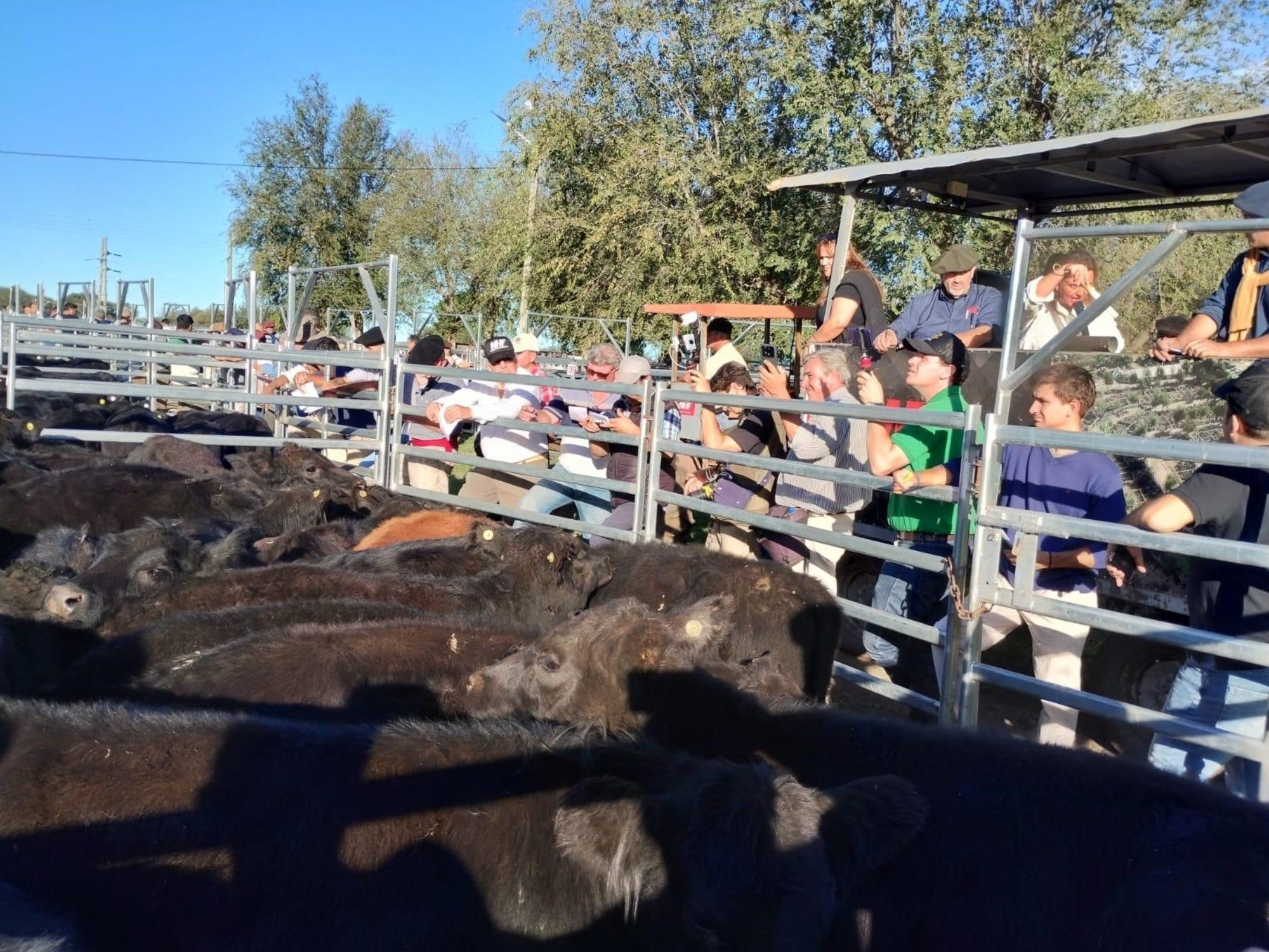 Angus impulsa la certificación de terneras para mejorar la base genética y sumar valor en la cría