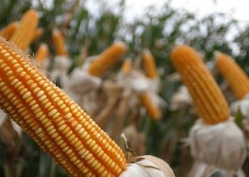 La guerra redefine las prioridades: energía y alimentos, una nueva oportunidad