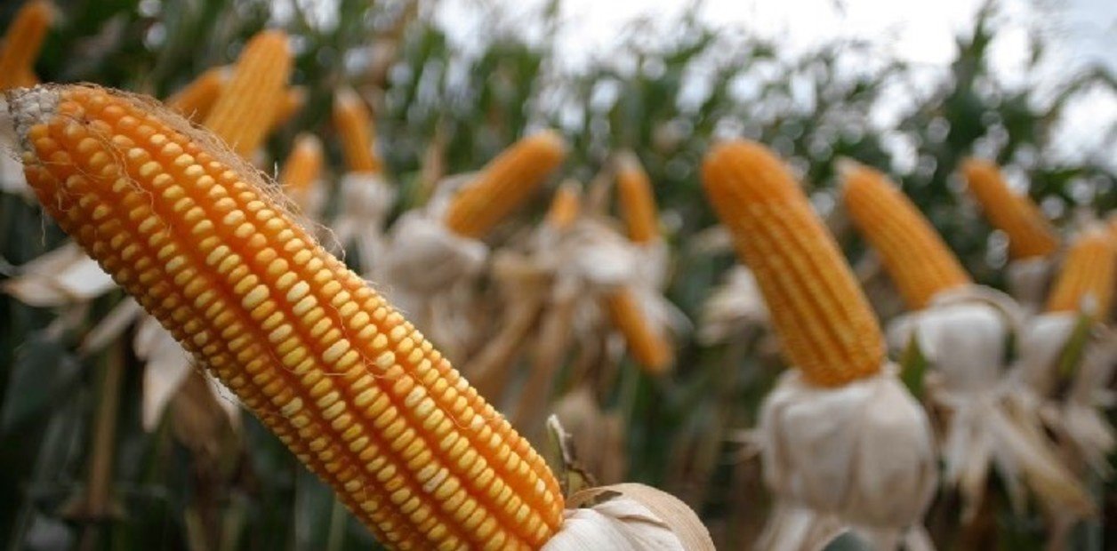 La guerra redefine las prioridades: energía y alimentos, una nueva oportunidad