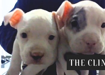 PDI captura a falso veterinario que mutilaba a perros con fines estéticos en Huechuraba: rescataron seis cachorros tras denuncia anónima