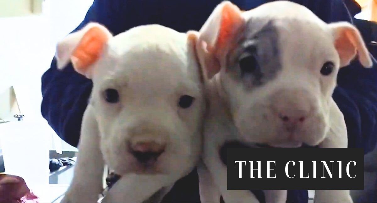 PDI captura a falso veterinario que mutilaba a perros con fines estéticos en Huechuraba: rescataron seis cachorros tras denuncia anónima