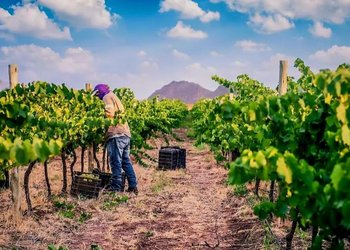 Vinos de Catamarca: un "secreto" ancestral con el sol y la montaña de aliados