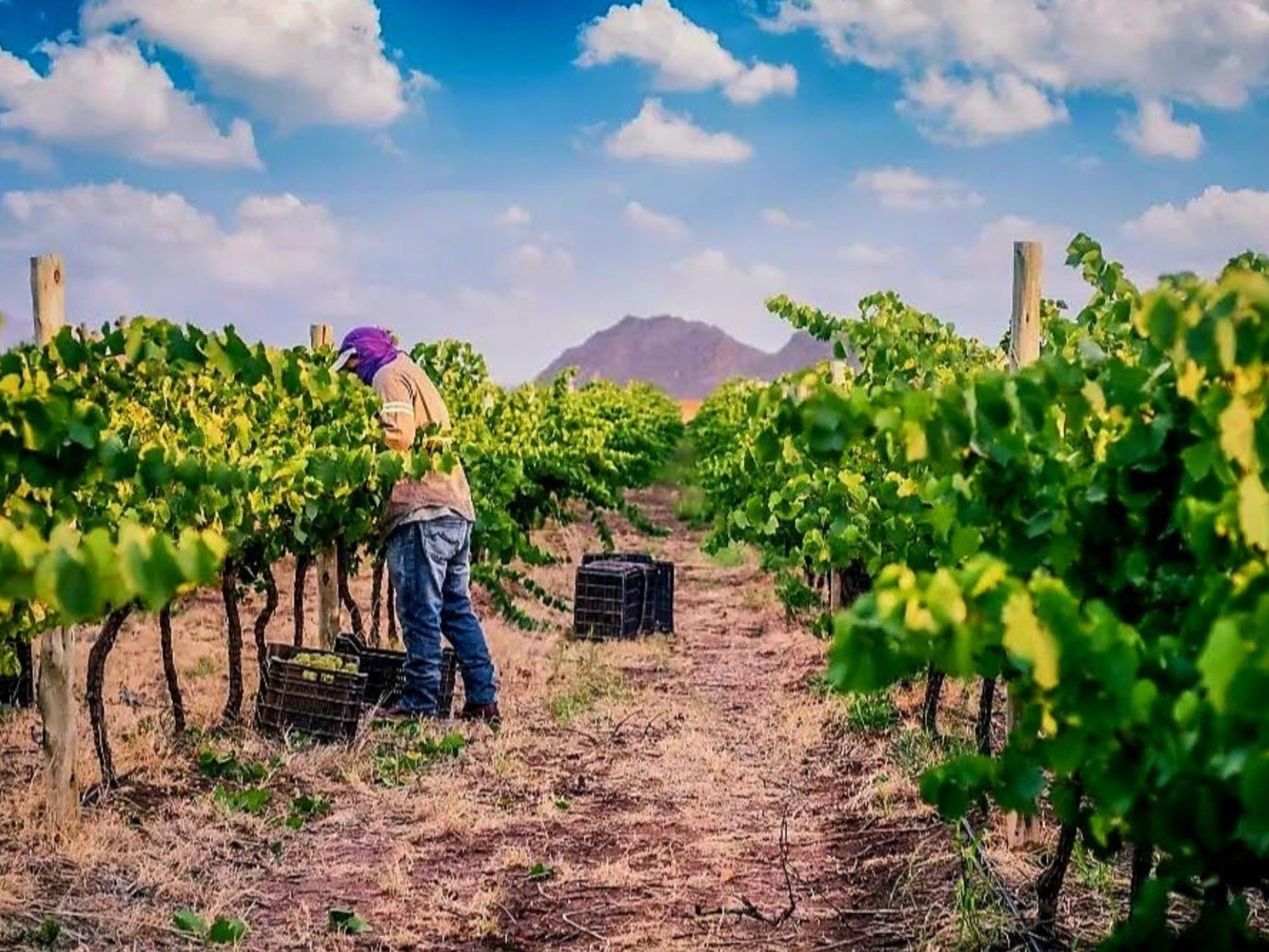 Vinos de Catamarca: un "secreto" ancestral con el sol y la montaña de aliados