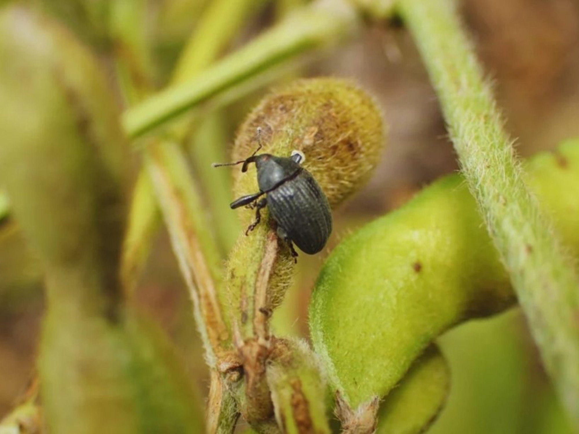 Confirman el avance del picudo negro en cultivos de soja