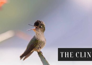 Un oasis urbano para el picaflor chico: el fenómeno natural que cada invierno invade a la Universidad de Concepción