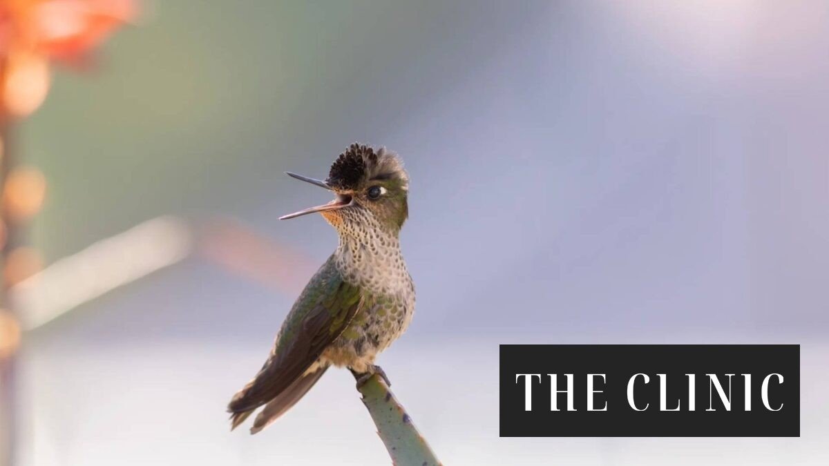 Un oasis urbano para el picaflor chico: el fenómeno natural que cada invierno invade a la Universidad de Concepción