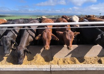 Cómo producir más carne sin aumentar el rodeo