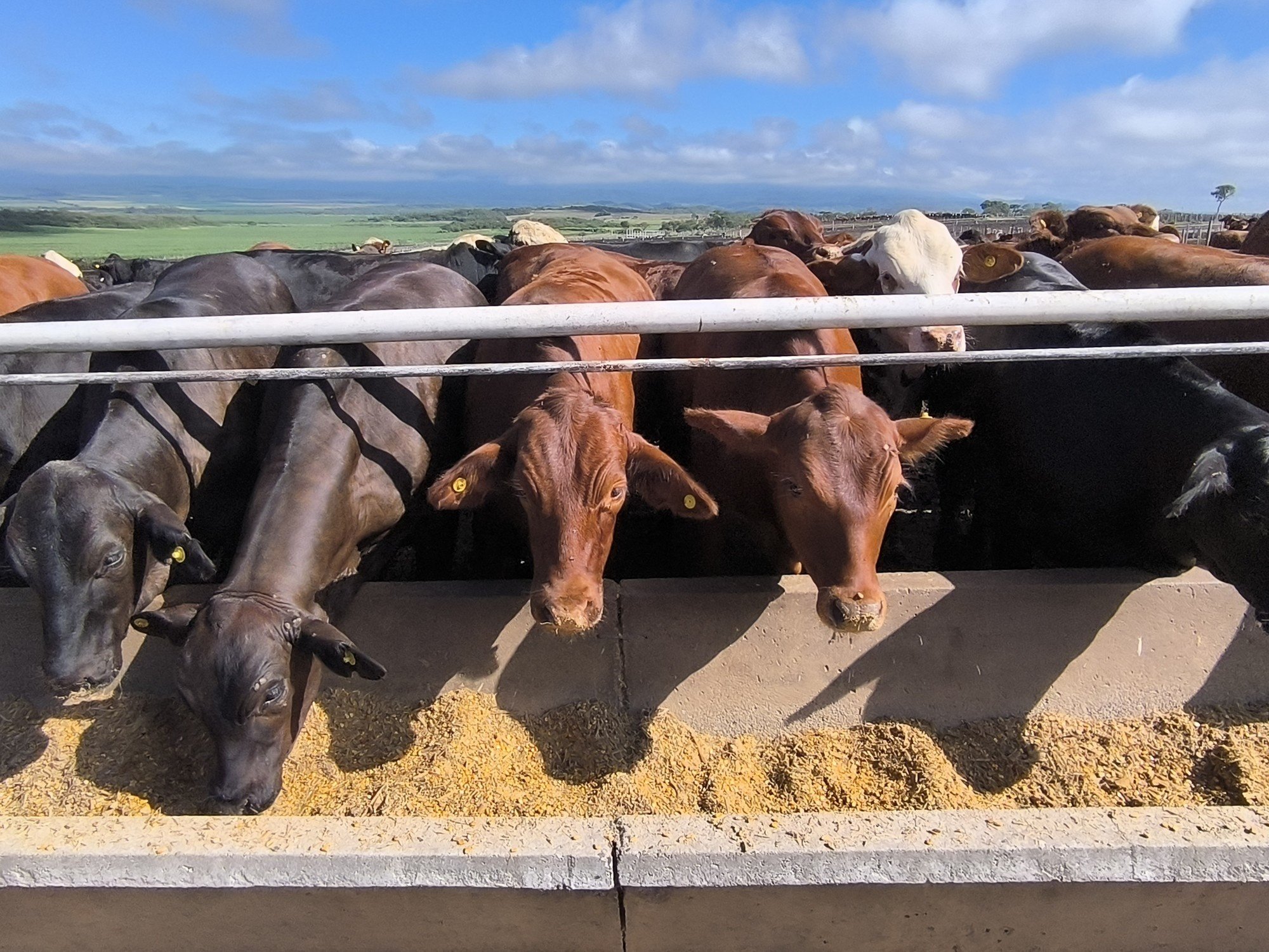 Cómo producir más carne sin aumentar el rodeo