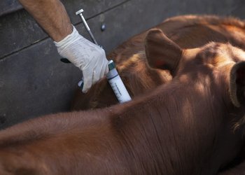 “Absolutamente inoportuna”: una entidad rechazó la desregulación del Gobierno en el programa de vacunación contra la aftosa