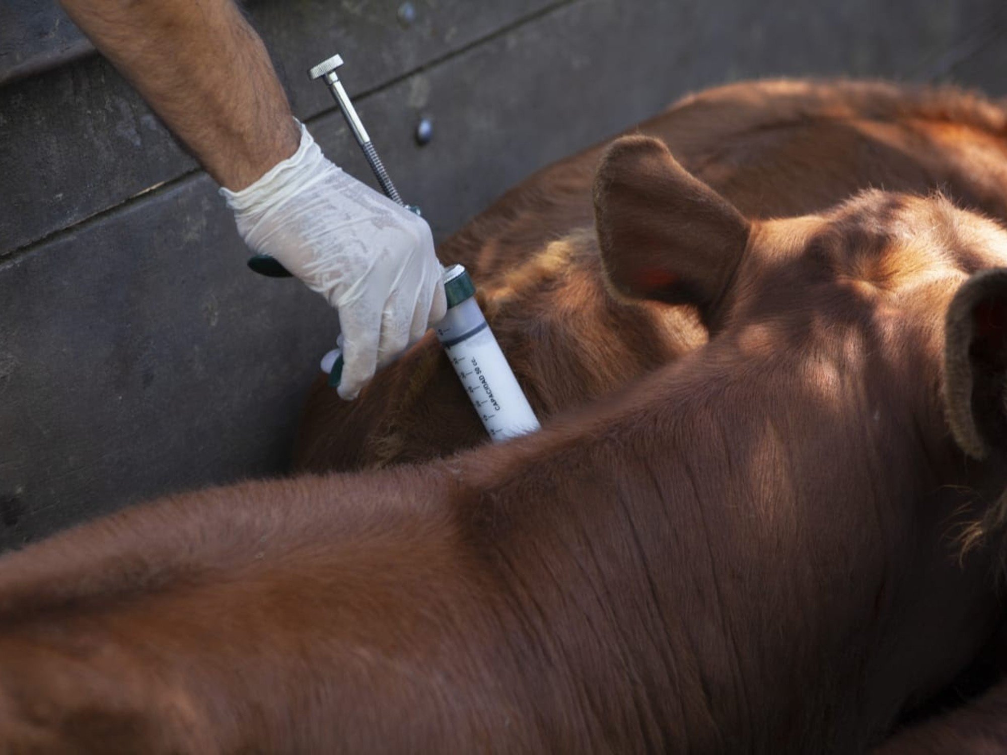 “Absolutamente inoportuna”: una entidad rechazó la desregulación del Gobierno en el programa de vacunación contra la aftosa