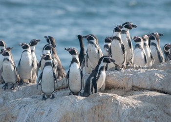 Fue una decisión del Consejo de Ministros: Qué cambia tras la declaración del pingüino de Humboldt como Monumento Natural