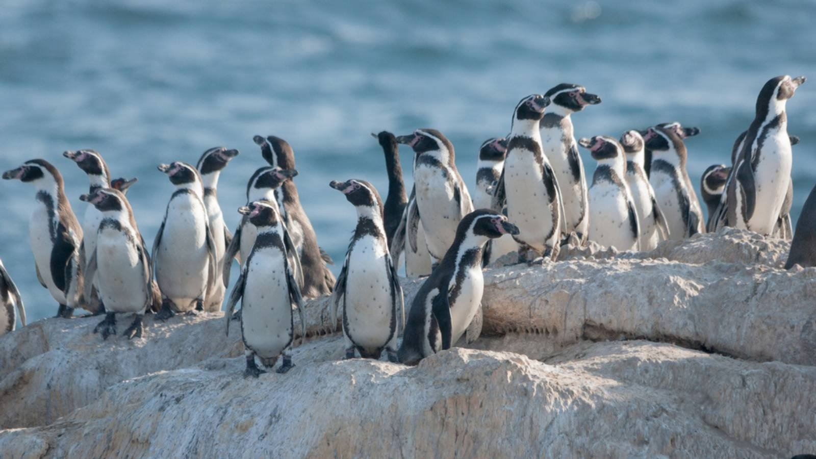 Fue una decisión del Consejo de Ministros: Qué cambia tras la declaración del pingüino de Humboldt como Monumento Natural