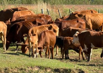 "No tienen para comer": casi 200 vacas recuperadas de abigeato se están muriendo de hambre a la espera de una decisión judicial