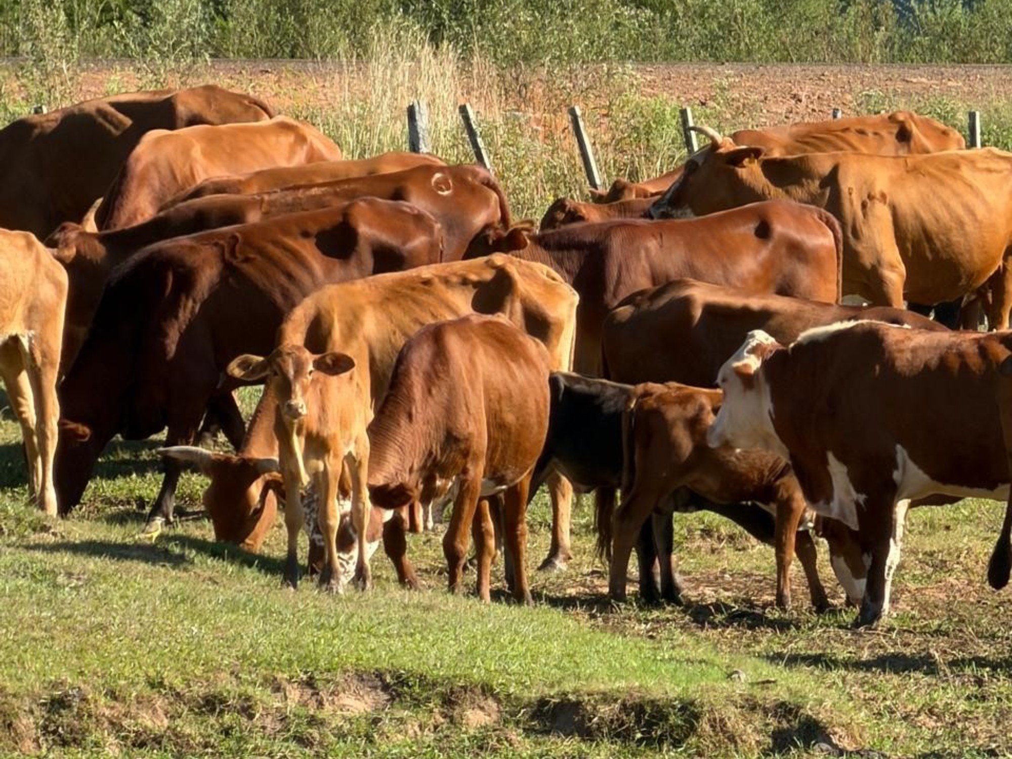 "No tienen para comer": casi 200 vacas recuperadas de abigeato se están muriendo de hambre a la espera de una decisión judicial